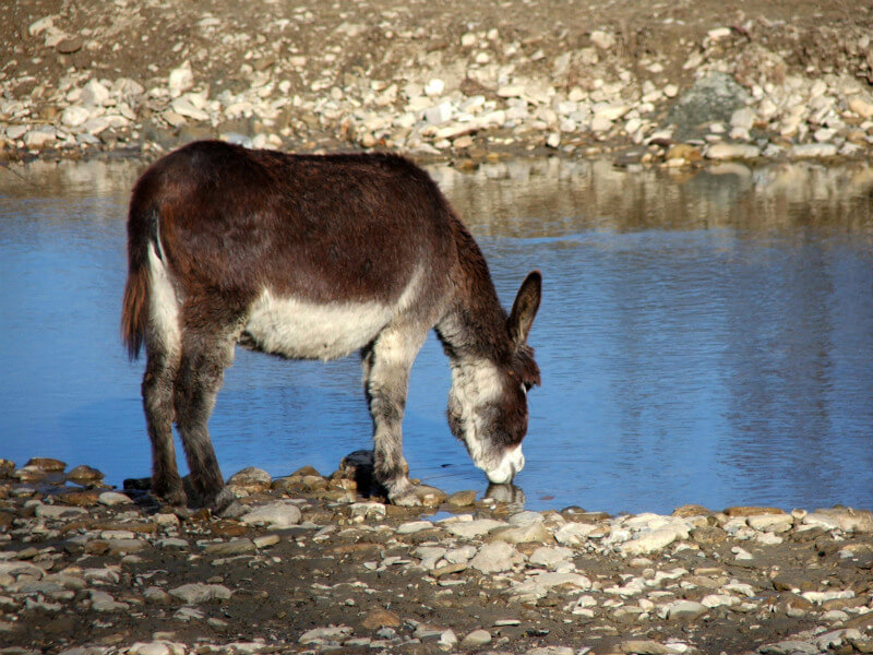 A donkey drinks from a stream. / Courtesy Eurolactis