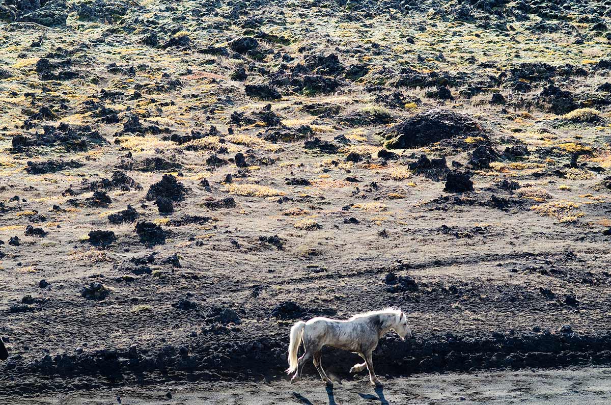 A horse is herded through the lava fields near Landmannalaugar.