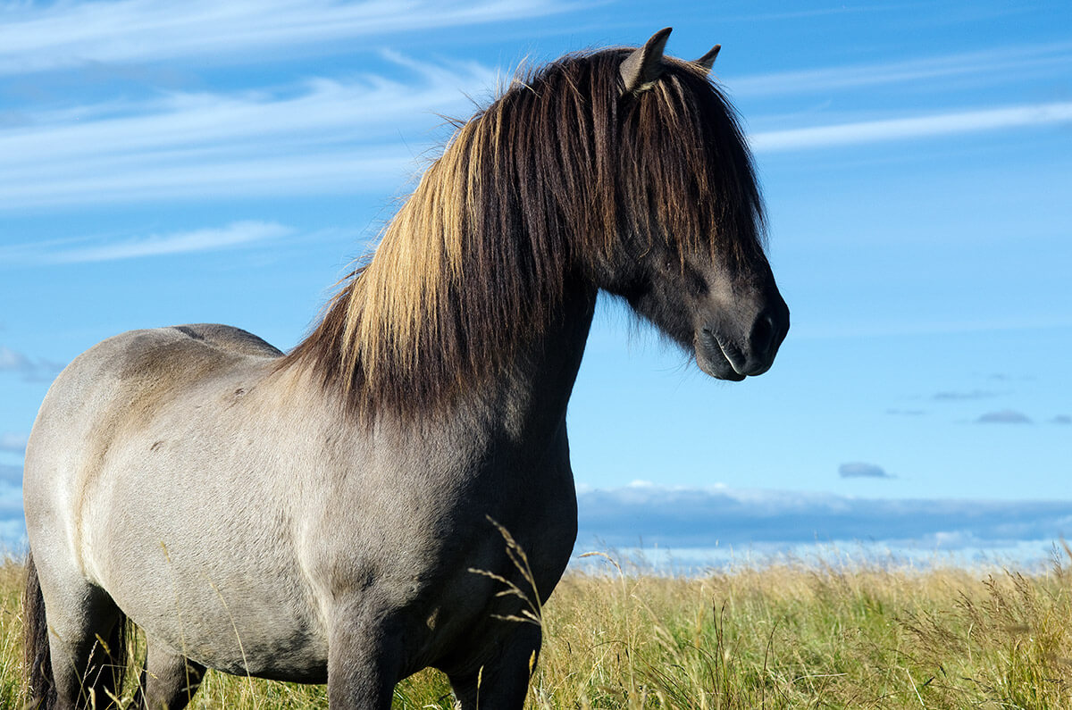 You're a Horse - Modern Farmer Barnyard Animal Quiz