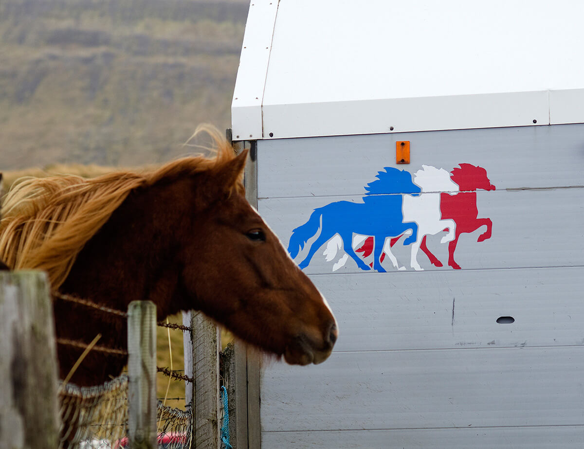 A horse looks over the pen at the VÁ­Á°idalstungurétt round-up.