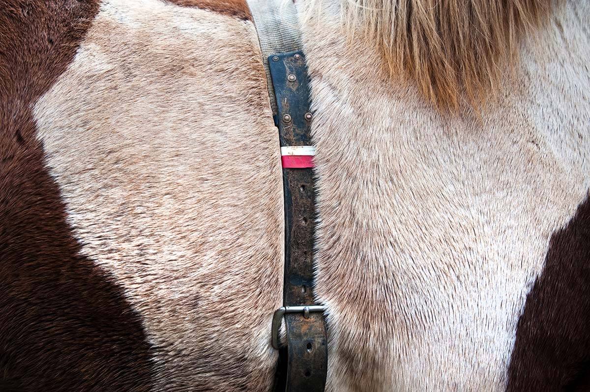 This strap used for tethering horses together allows a rider to lead two or more horses while trekking.