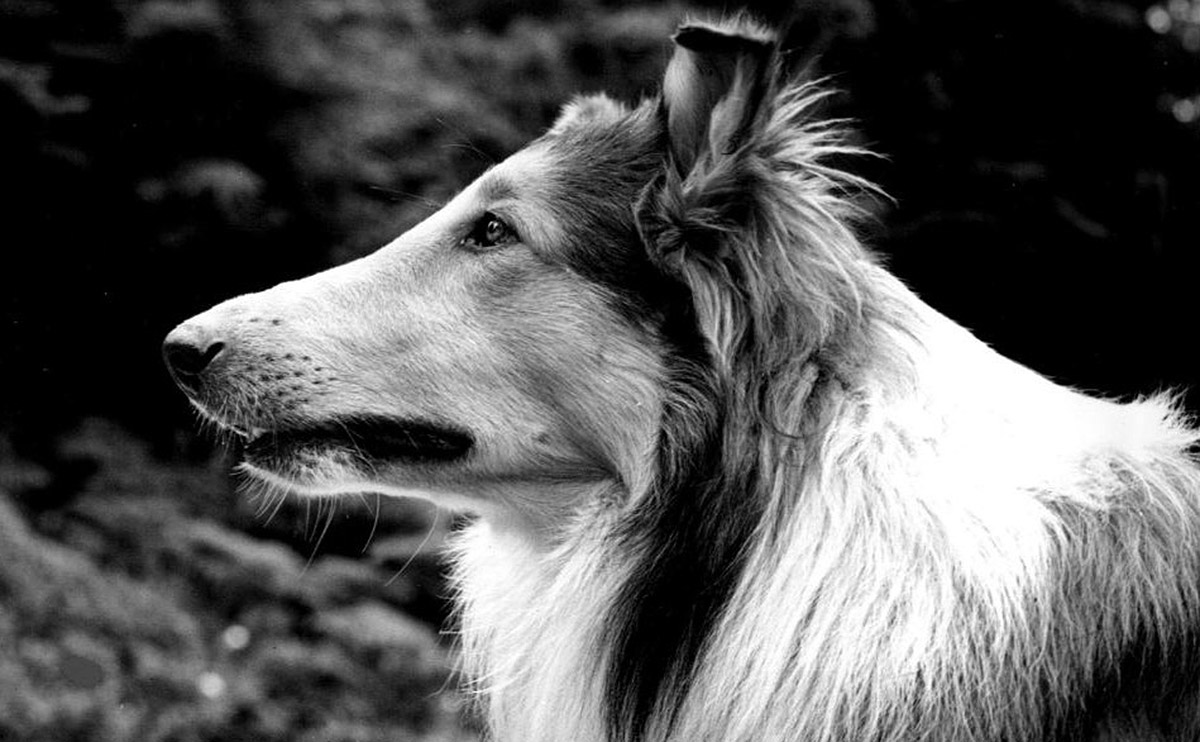 small lassie dog