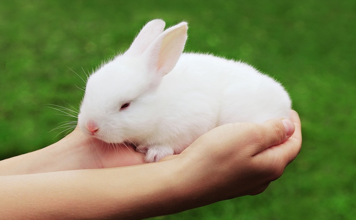You're a Rabbit! - Modern Farmer Barnyard Animal Quiz