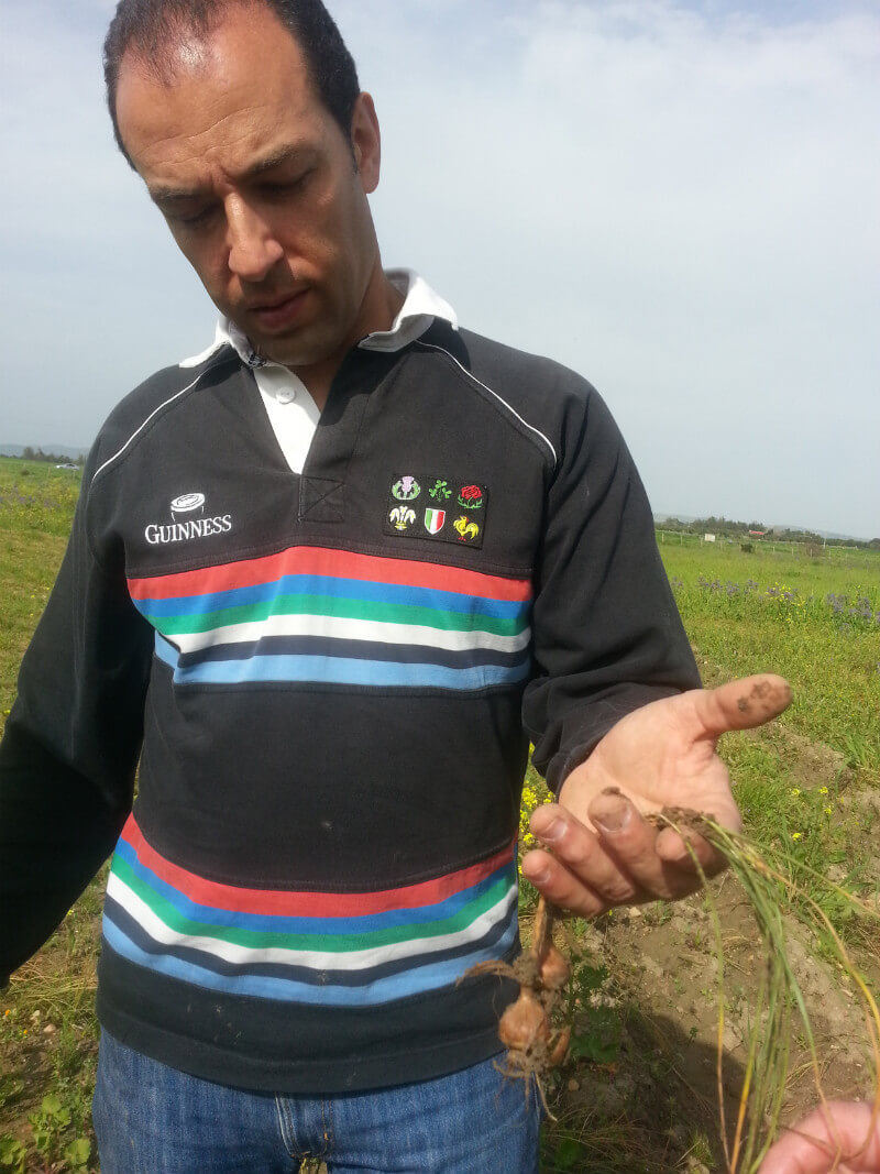 Fausto Caboni holding some crocus corms.