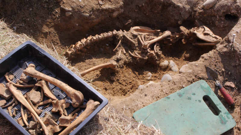 The dog skeleton unearthed by Dig Ventures at medieval Leiston Abbey in Suffolk England that some speculated belonged to the 'devil dog.' / Courtesy Dig Ventures