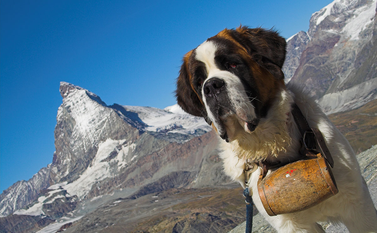 Why A St Bernard Will Not Save You In The Alps Modern Farmer