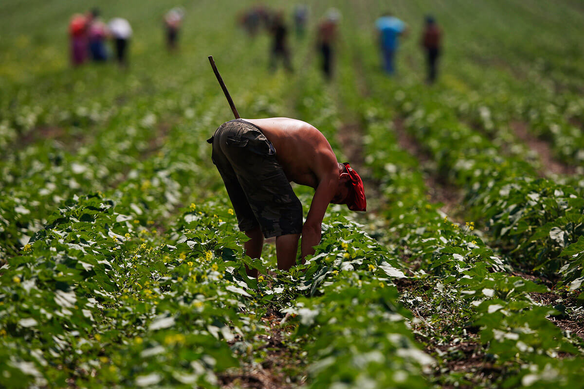 A farmer works on a field near the village of Kostyantynivka outside Donetsk, June 21, 2012. 