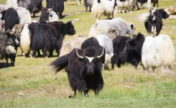 Meet Your New Favorite Exotic Meat: Yak - Modern Farmer