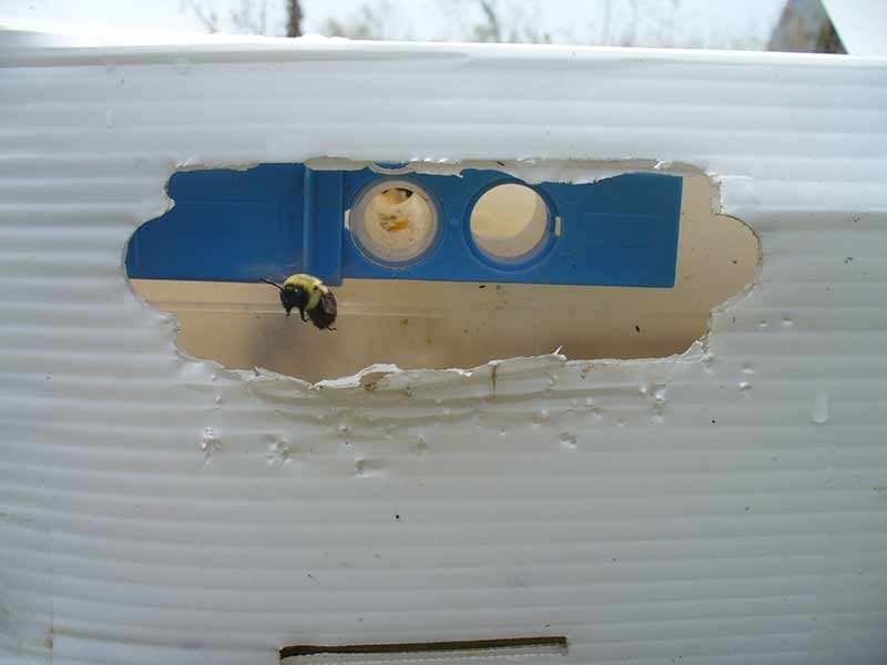 A one-way door makes sure the bees have to pass through the powder trays before leaving.