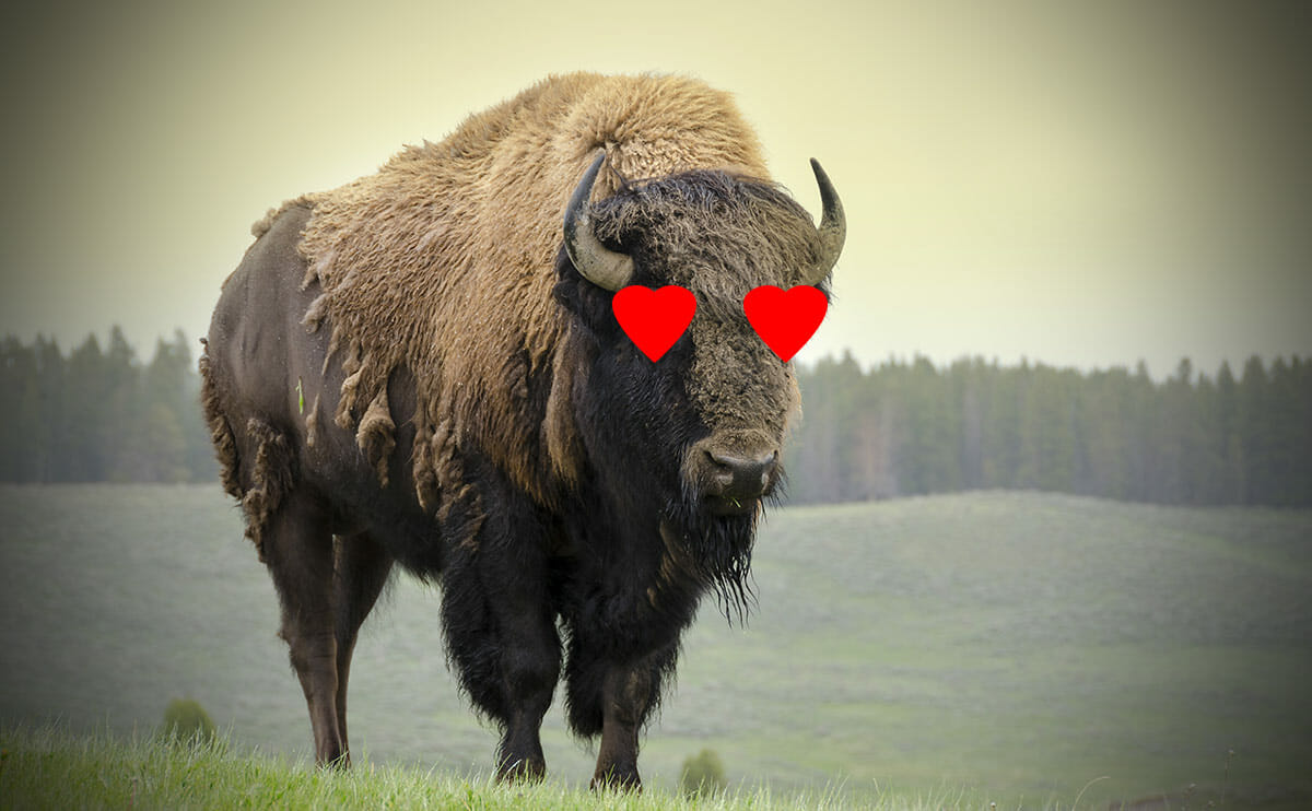 Why Bison Do It All-Natural - Modern Farmer