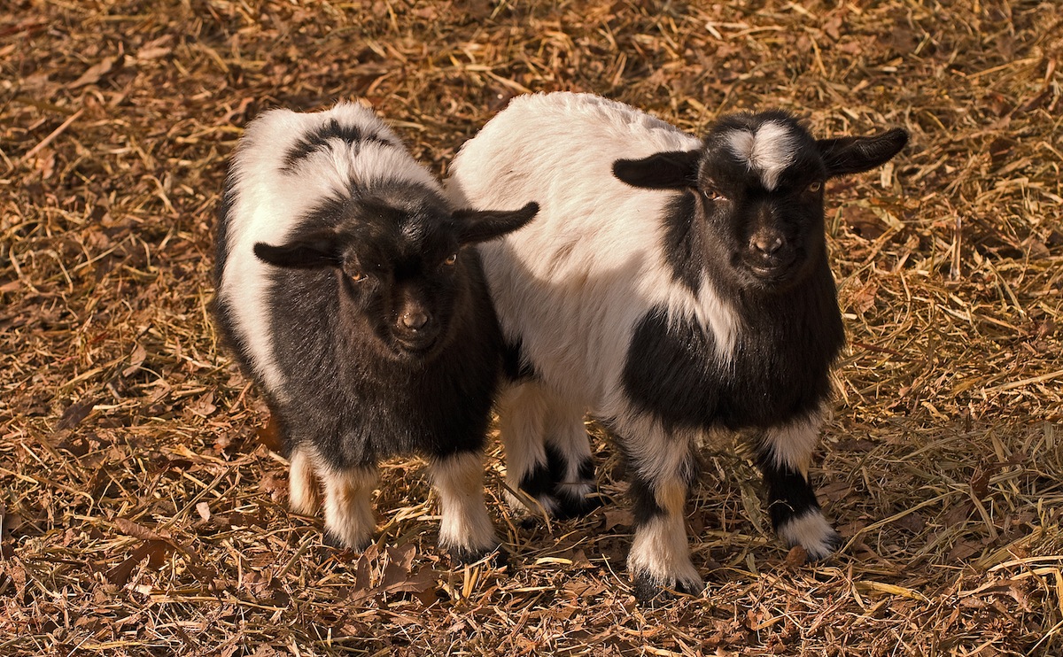Can You Eat Fainting Goats? - Modern Farmer