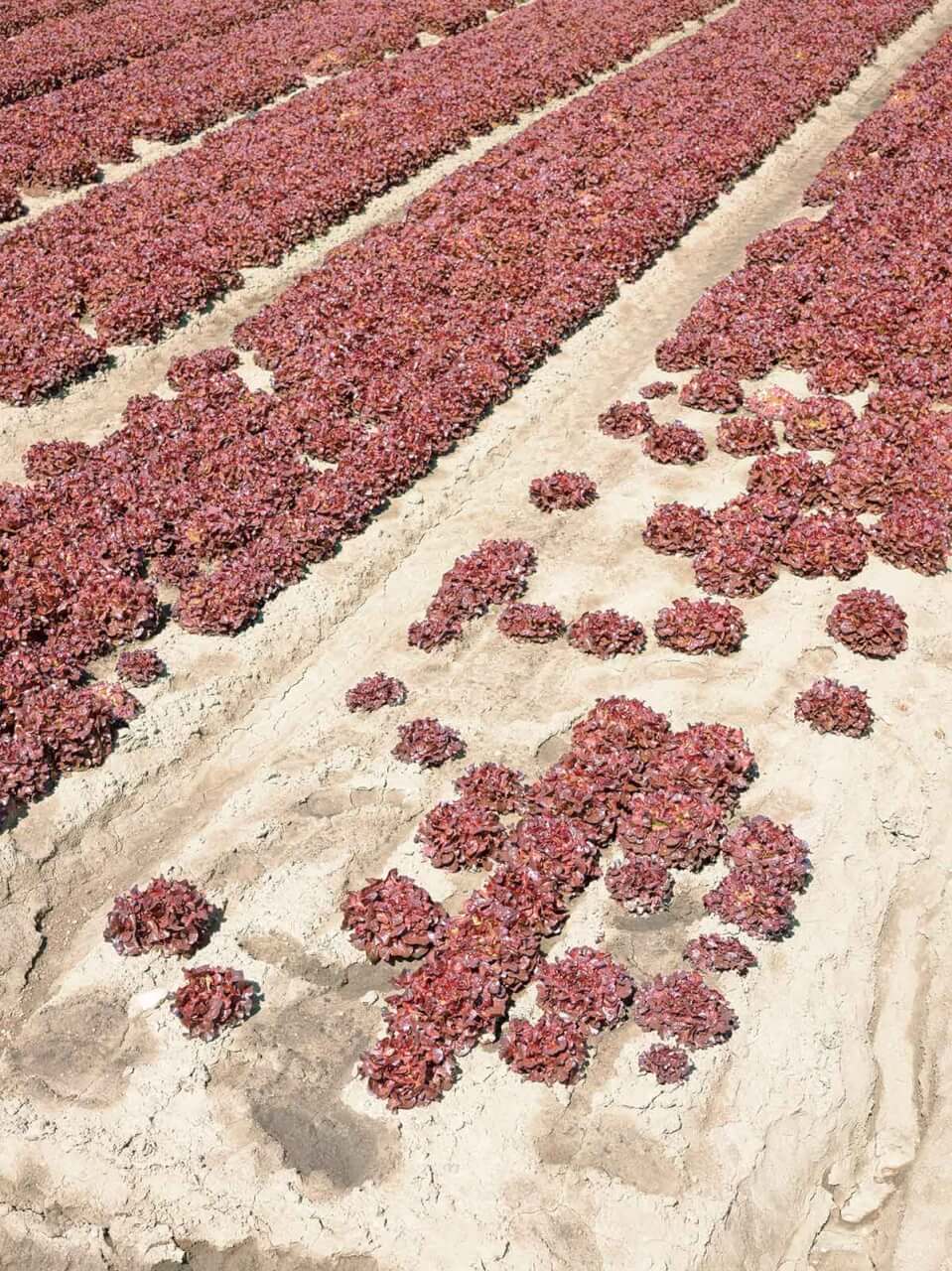 Rows of lettuce bake on a September afternoon in the hot California sun.