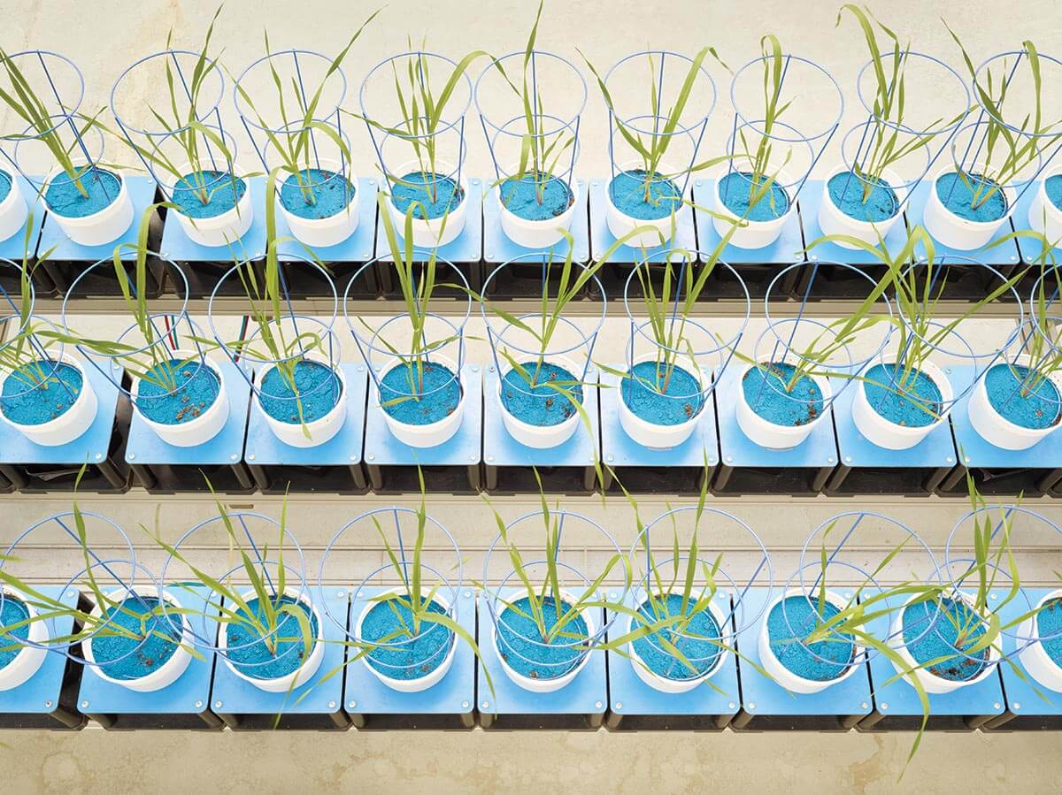 At a German research laboratory, these cereals are robotically photographed to carefully observe everyday fluctuations in biomass. The blue material acts as a green screen to allow precise documentation.