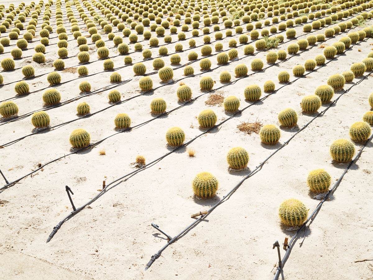 Young cacti grow in the middle of the desert in Borrego Springs, California.