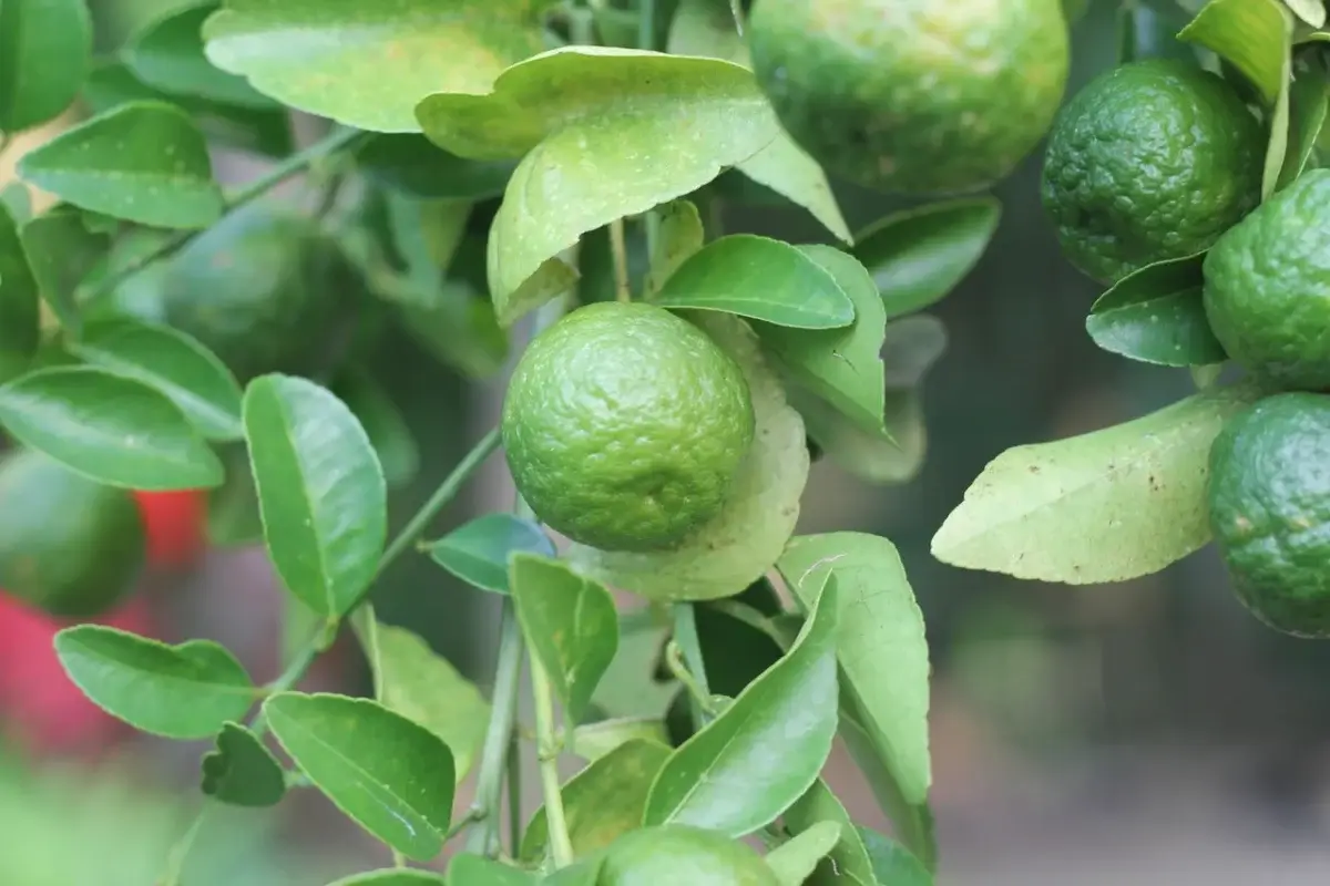 Limes on tree