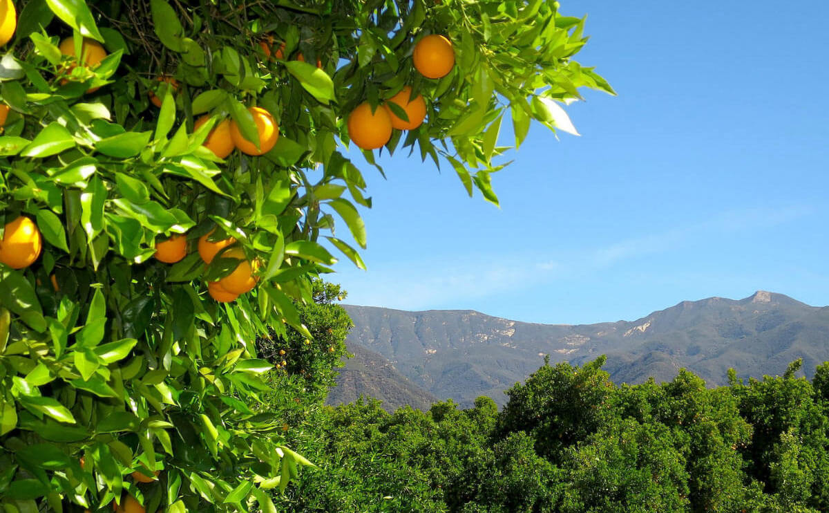pixie tangerine tree