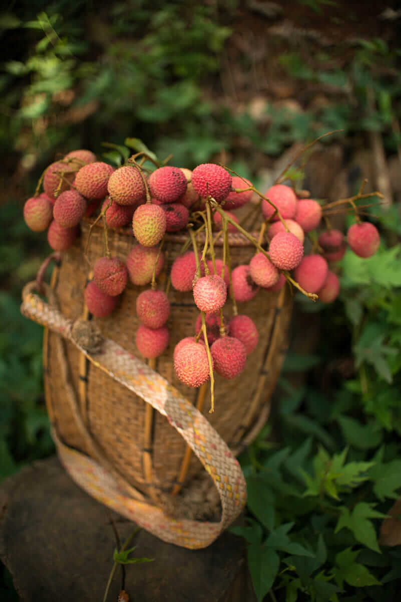 A basket of ripe Lychee fruit sits by the farm house ready to be sent down to the markets in the low-lands.