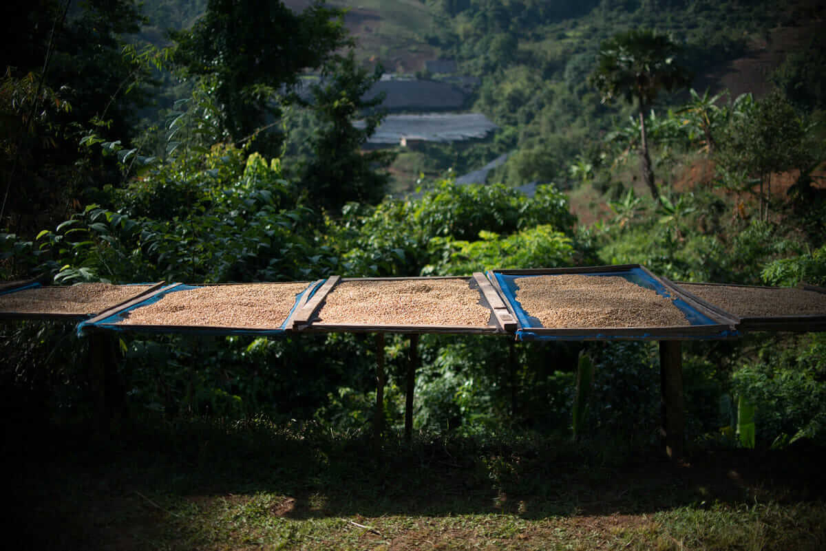 Racks of coffee beens laying out to dry in the sun.