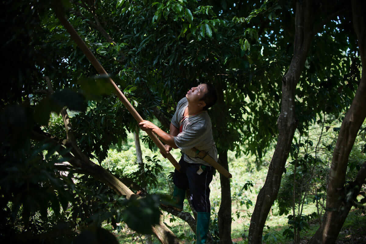 A farm worker uses a long length of bamboo to pick ripe Lychee from the tops of a Lychee tree.