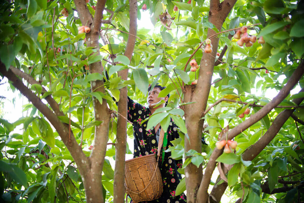 Lo-Ue Jayo, the head farm worker and Lahu tribesmen, picks fruit from a tree on the Suan Lahu grounds.