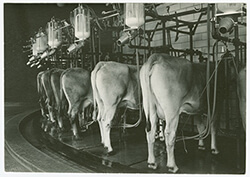 A handler hooks heifers up to the Rotolactor at the Borden exhibit. / Courtesy NYPL Digital Collections.