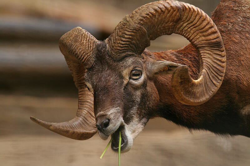 The 10 Best Horns In The Animal World: The Definitive List - Modern Farmer