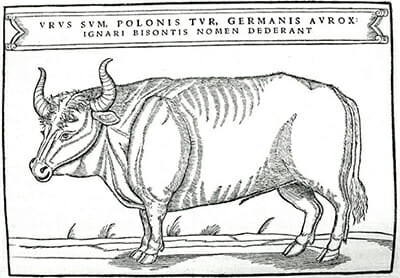 An illustration of an aurochs from a book published in 1556 by Sigismund von Herberstein; the Latin words mean, 'I'm an aurochs.' Since aurochs were already a critically endangered species by 1556, the illustrator might never have seen an one, as the drawing's proportions (hindquarters too fat, legs too short for a real aurochs) aren't entirely accurate.