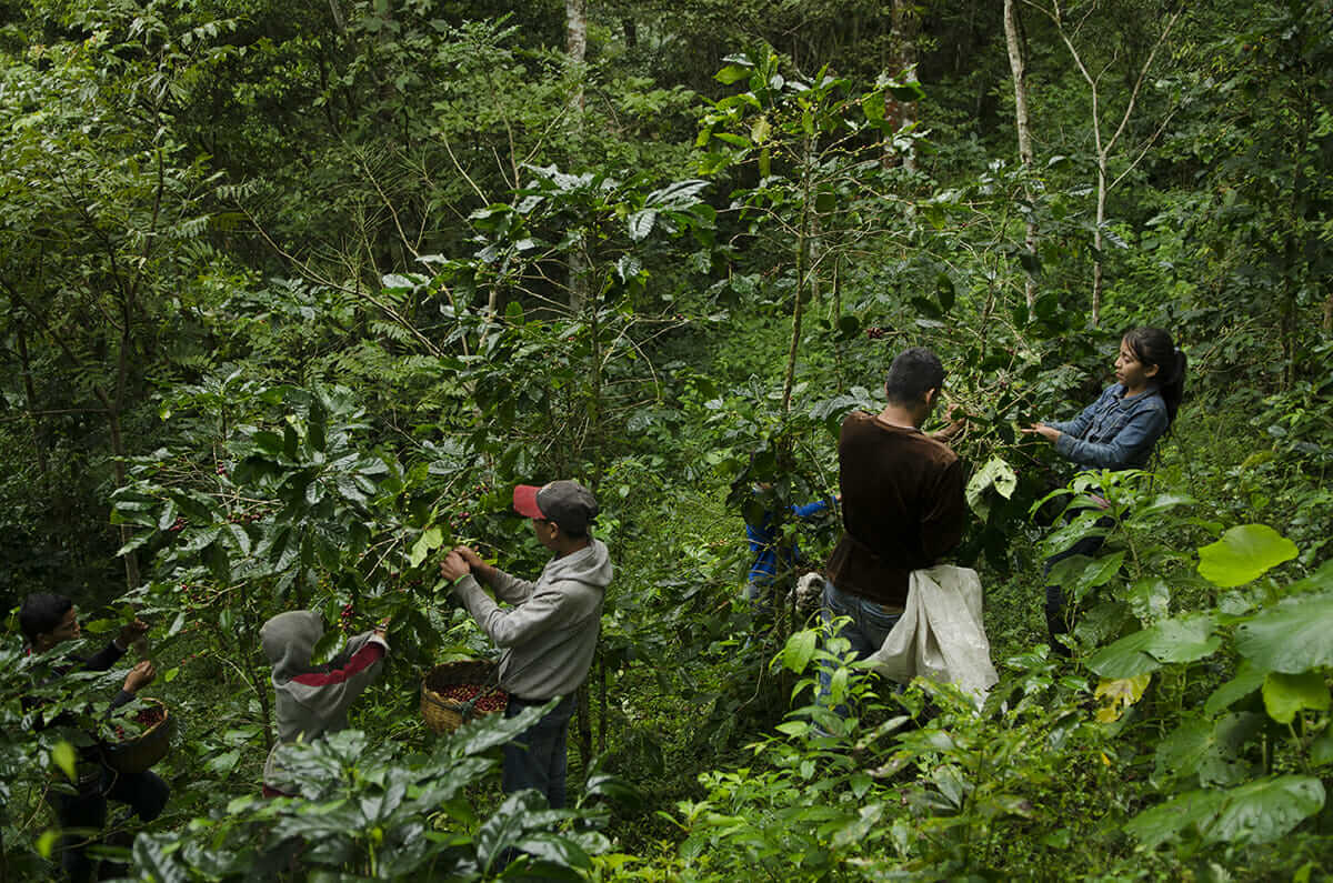 Freyder and Jeyson help their uncle, Marlon Villarreyna, and his family, pick coffee cherries.