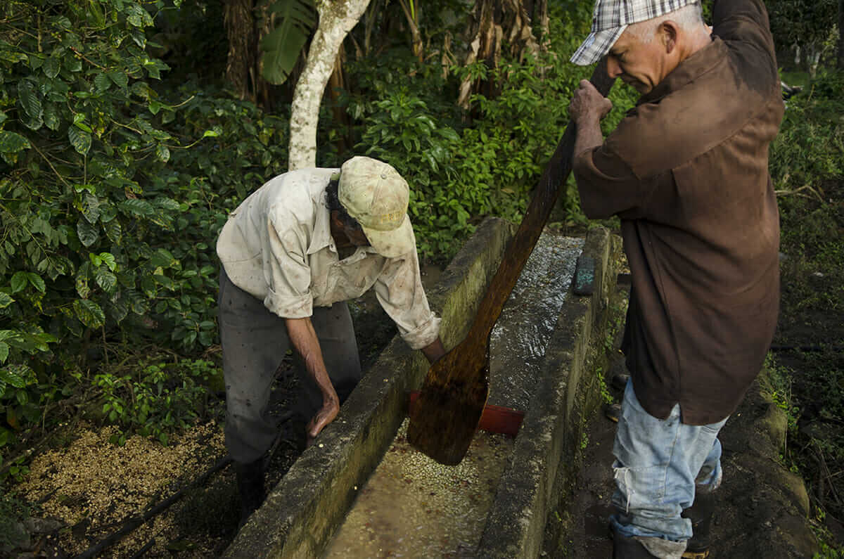 Two members of the El Sontule community wash coffee beans.