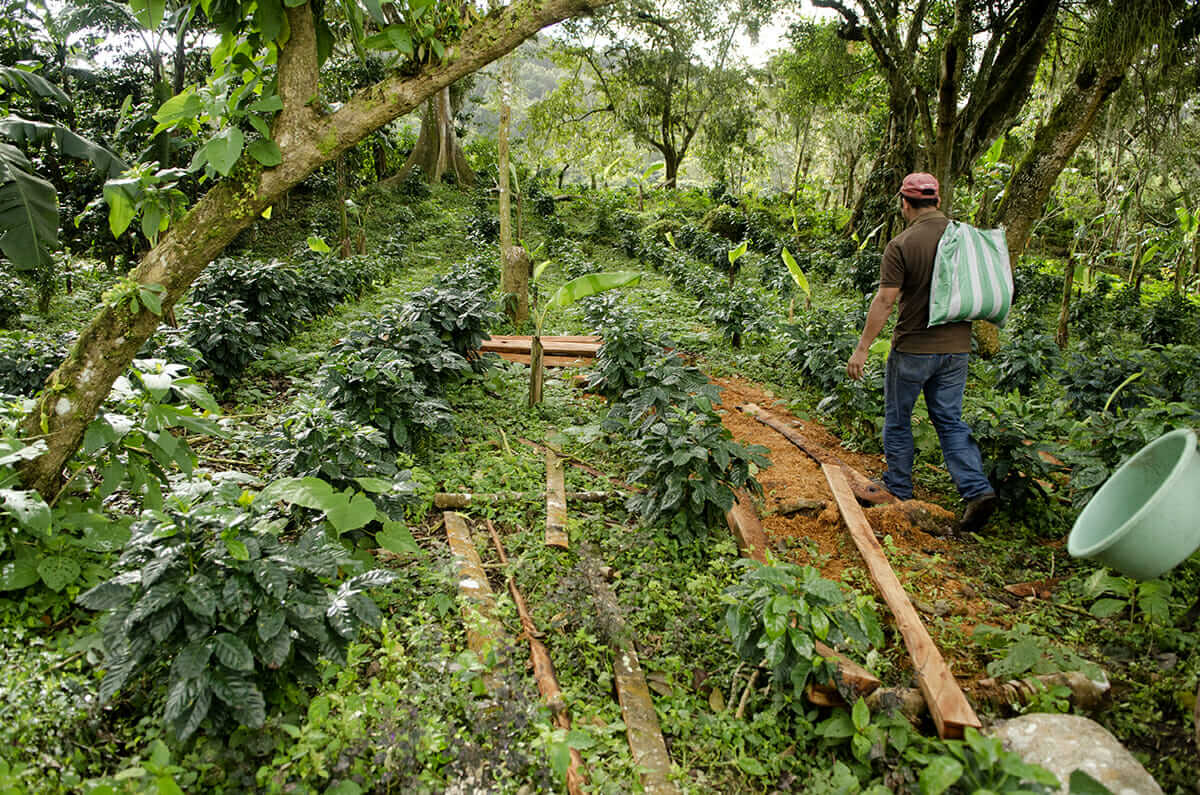 Marvin Pérez carries coffee beans.