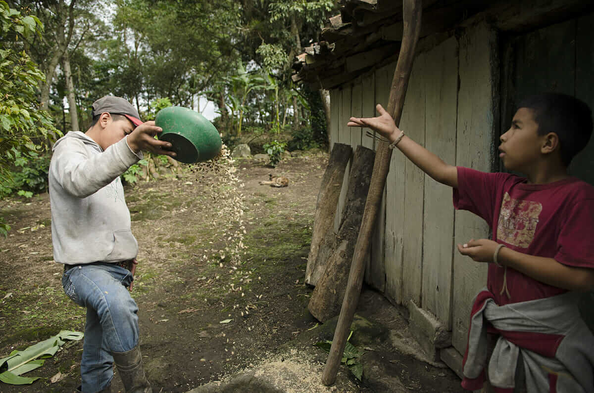 Jeyson and Freyder separate the dried and fermented beans from their parchment.