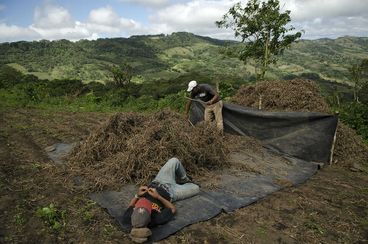 Wilder Pérez Villarreyna releases black beans from their shells.