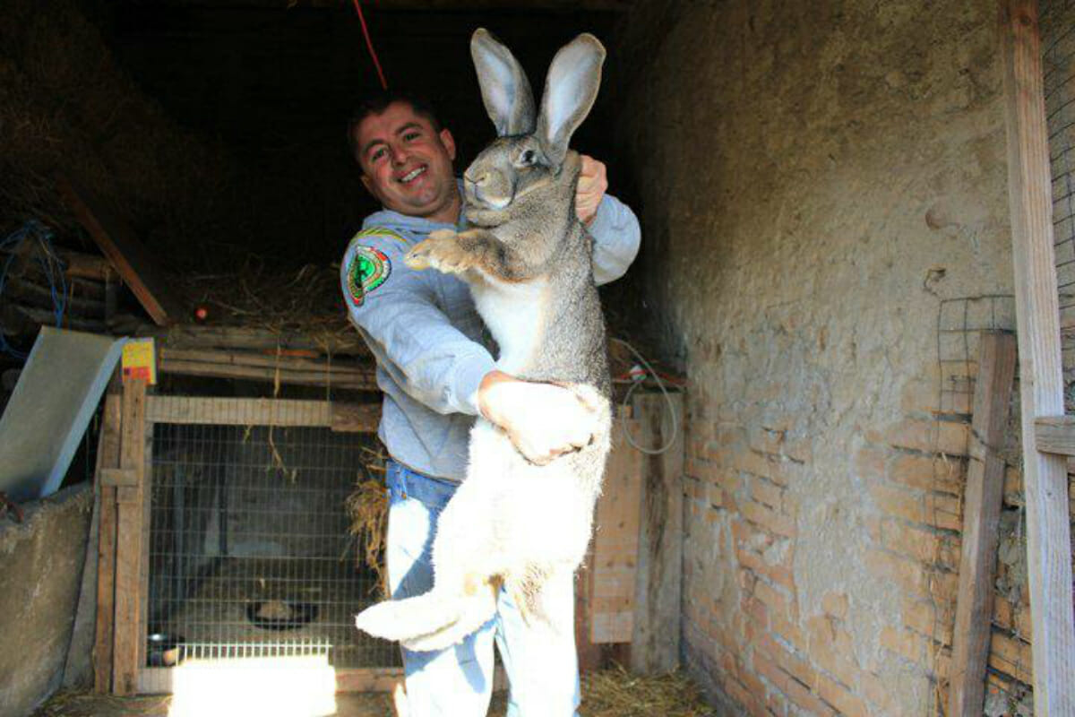 Be Vewwy Afwaid These Bunnies Are Huge Modern Farmer