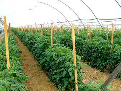 A pesticide-free crop of tomatoes grown on Kempf's AEA system in New Holland, Pa.