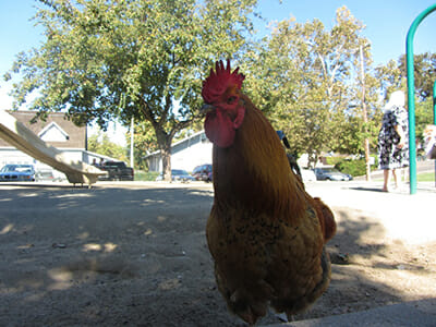 A chicken poses in front of a playground.