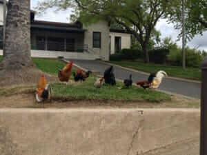 Chickens in front of a suburban home. / Courtesy Haley Gonzales.