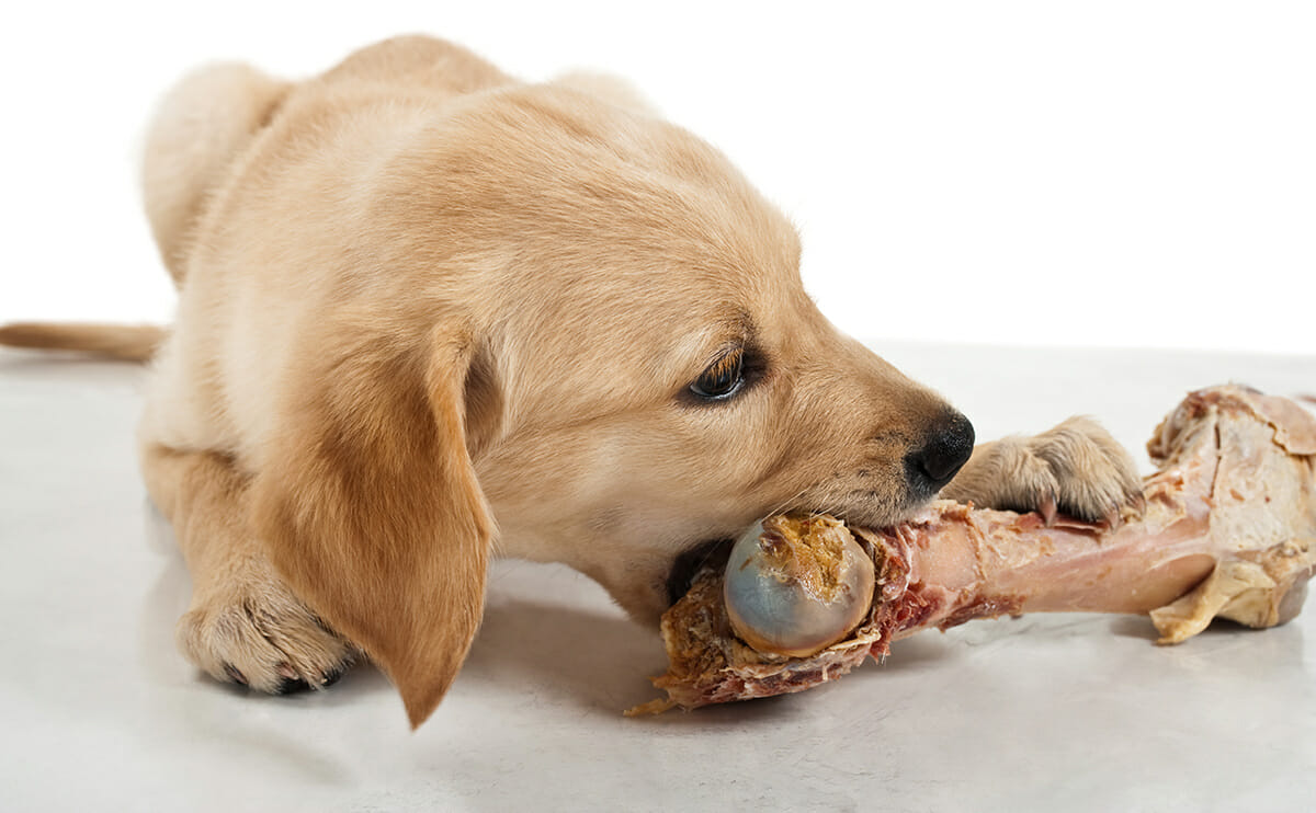 Se le puede dar carne cruda a un perro