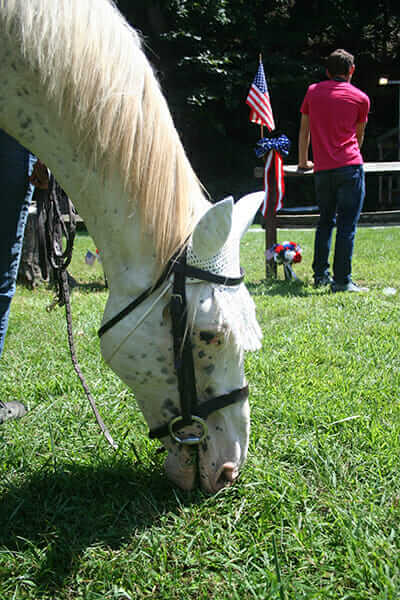 Django's Guitar bore the Lady of Checkertree to 2nd place finishes in both the amateur and semi-professional classes.