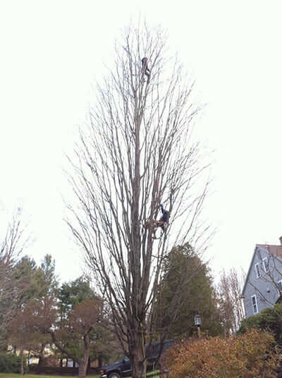 Scheer at the very top of the tree, climbing for the Asian Longhorned Beetles in Worcester, MA.