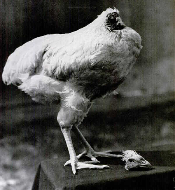 Here s Why A Chicken Can Live Without Its Head Modern Farmer