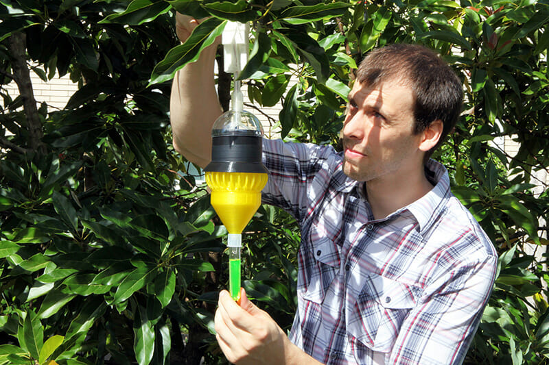 Technician Tony Dickens attaches the 3-D printed insect trap onto a tree. / Courtesy Florida Department of Agriculture and Consumer Services