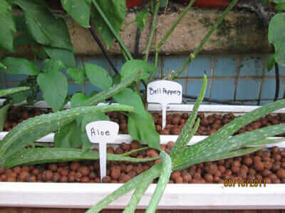 Bell peppers and aloe vera are examples of produces from the pool. / Courtesy Garden Pool