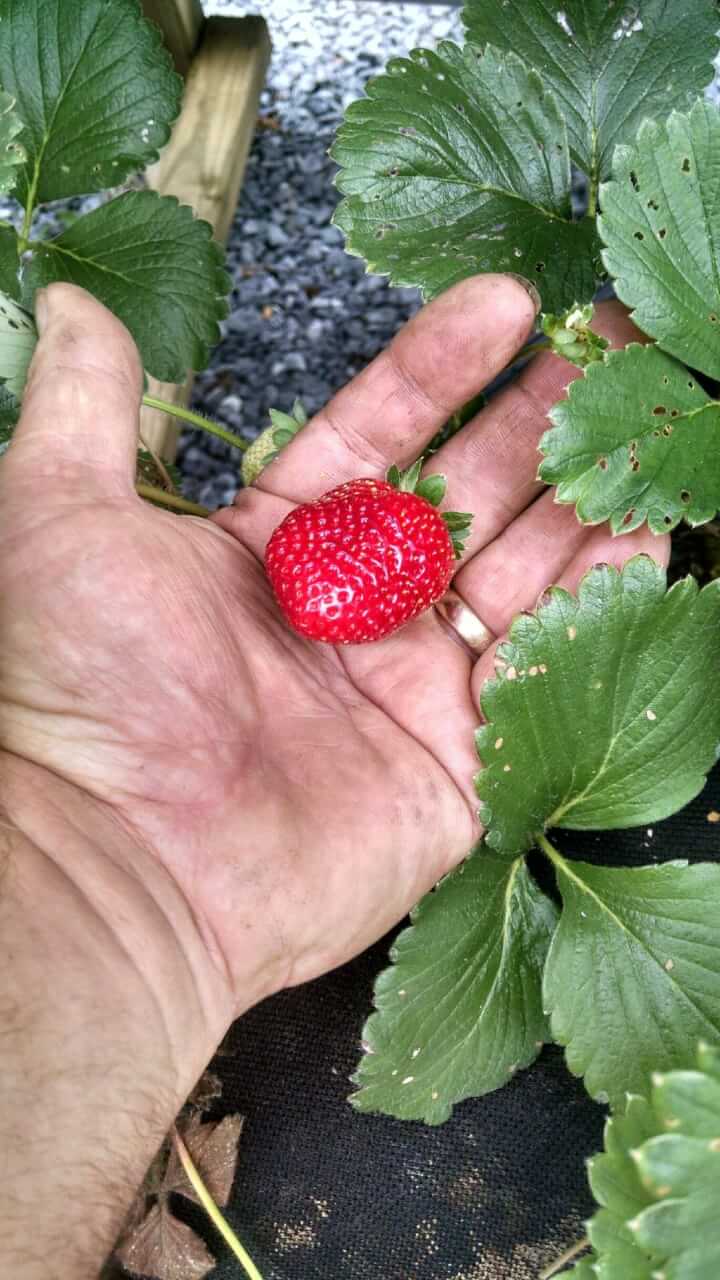 Layton harvested strawberries through the bitterly cold polar vortex weather of early 2014.