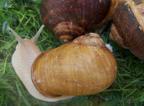 For snail farming, try the species Helix aspersa maxima or 