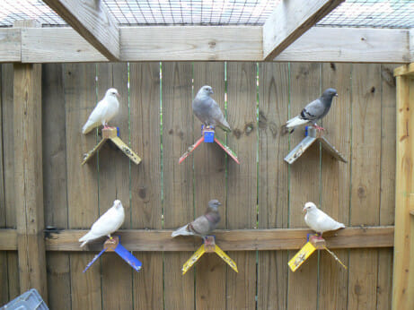 Pigeons in Brobson Lutz's New Orleans pigeonniere. / Courtesy Avery Sloan.