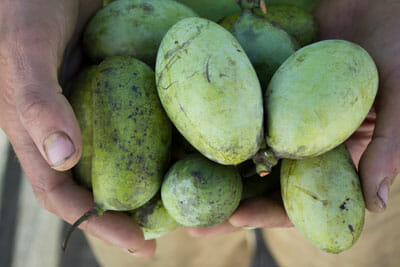 A farmer holds pawpaws he has harvested near his home.