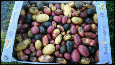 A box full of eclectic potatoes.