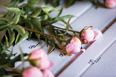 Measuring cut peonies at Chilly Root Farms. Most are cut at arm's length, but some orders call for longer stems.