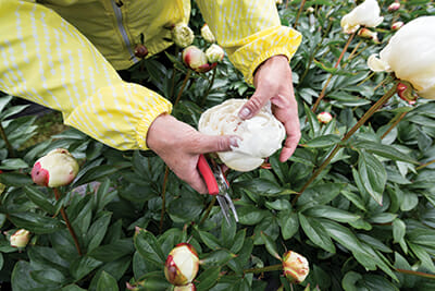Beth VanSandt showing a flower bed she wants to cover, as this particular peony type catches too much water and can rot before fully opening.