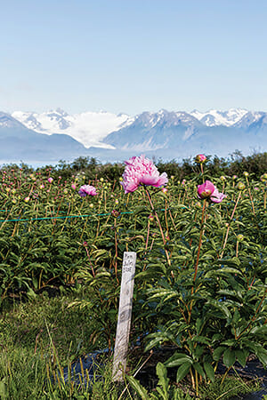 At the Chilly Root Farms in Homer, AK, the snow- covered Kenai Mountains form a backdrop to the peony fields.